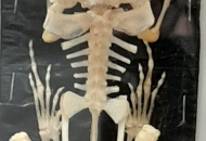 43